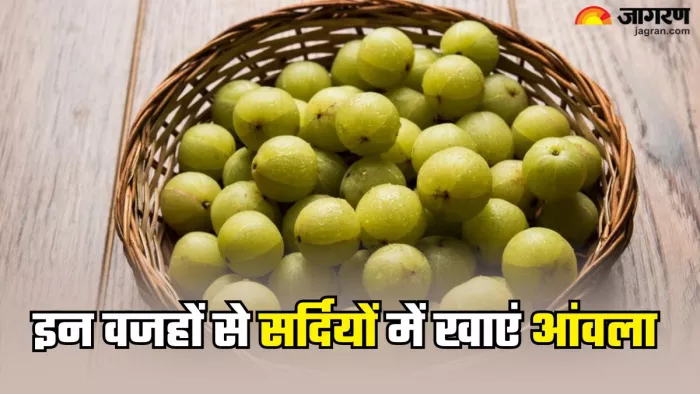 सर्दियों में फायदेमंद है रोजाना आंवला खाना (Picture Credit- Freepik)