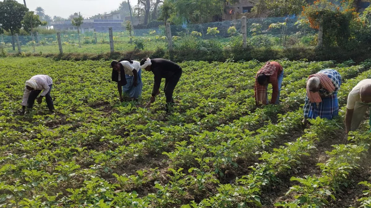 Munger News: नक्सलियों ने बंदूक छोड़ पकड़ी कुदाल, खेती कर बिता रहे खुशहाली की जिंदगी