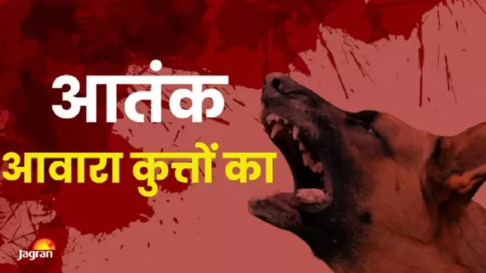 Street Dog Attack: ऋषिकेश की गली-गली में स्ट्रीट डॉग का आतंक। फाइल फोटो