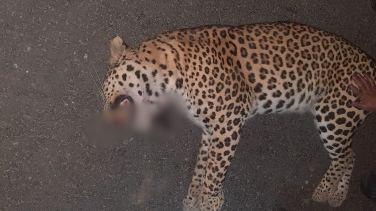 Meerut Leopard: दिल्ली-मेरठ एक्सप्रेसवे पर वाहन से टकराया तेंदुआ, टक्कर ...