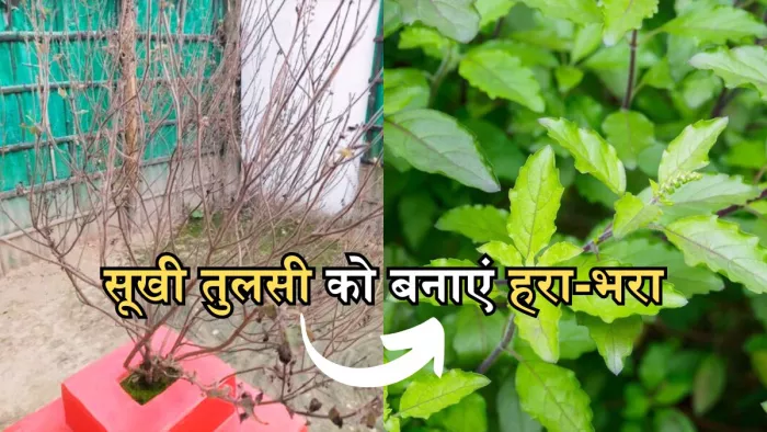 बार-बार लगाने के बाद भी सूख जाती है आपकी तुलसी, तो अपना लें ये टिप्स