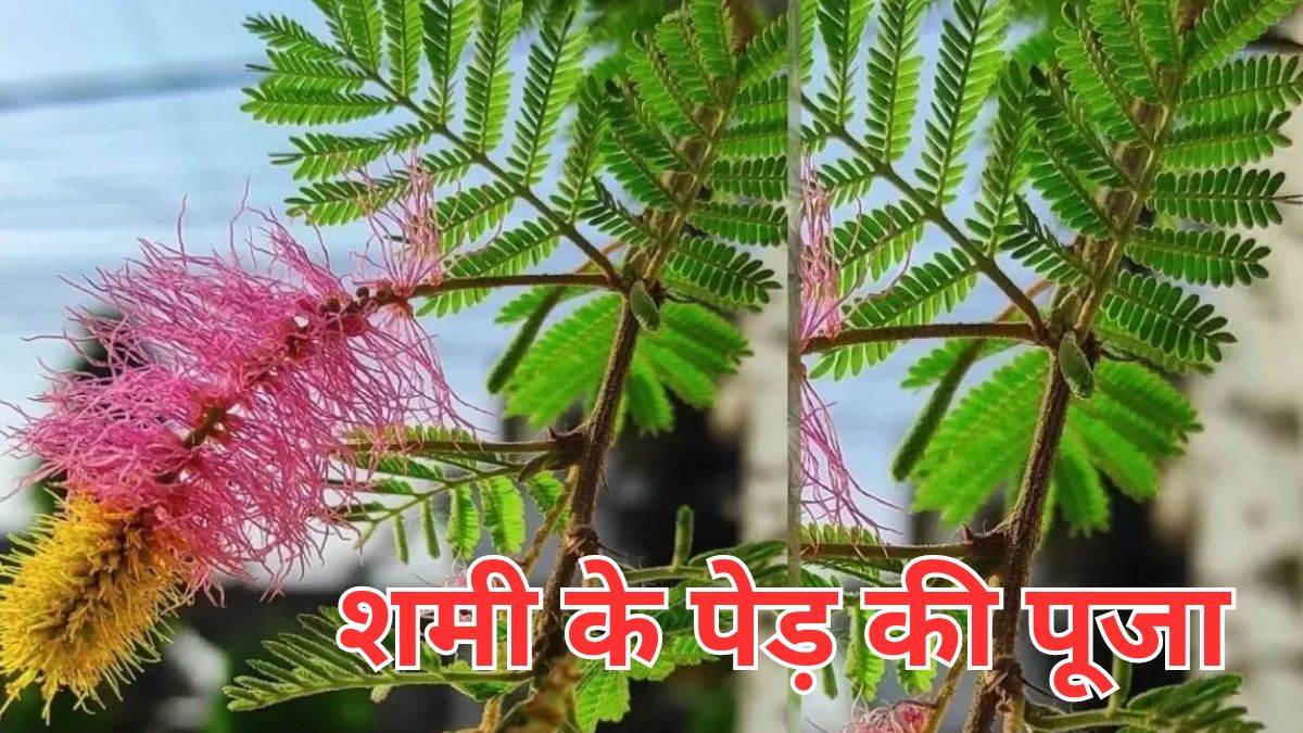 https://www.jagranimages.com/images/newimg/17022024/17_02_2024-shani_dev_puja_3_23655031.jpg