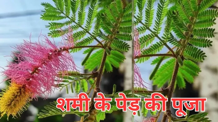 Shani Dev Puja: शमी के पेड़ की 7 बार परिक्रमा करें