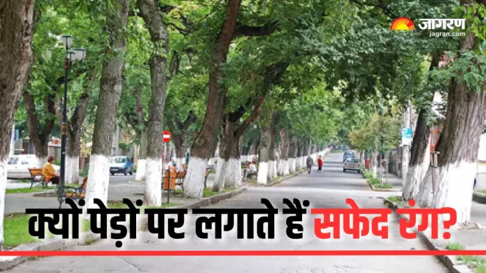 पेड़ों पर सफेद रंग लगाने के पीछे हैं कई कारण (Picture Courtesy: Instagram)