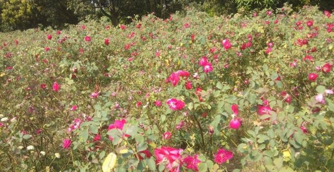 गुलाब की खेती में चुभा नुकसान का कांटा - loss in rose forming