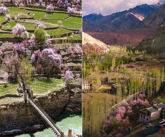Apricot Flower Festival in Ladakh आज से लेह के खल्सी में खुबानी