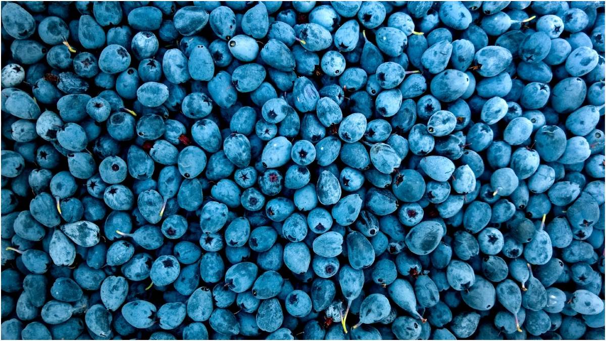 https://www.jagranimages.com/images/newimg/17042023/17_04_2023-blueberries_23387791_92058924.jpg