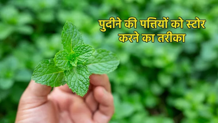 How to store Mint leaves: पुदीने की पत्तियों को स्टोर करने का सही तरीका