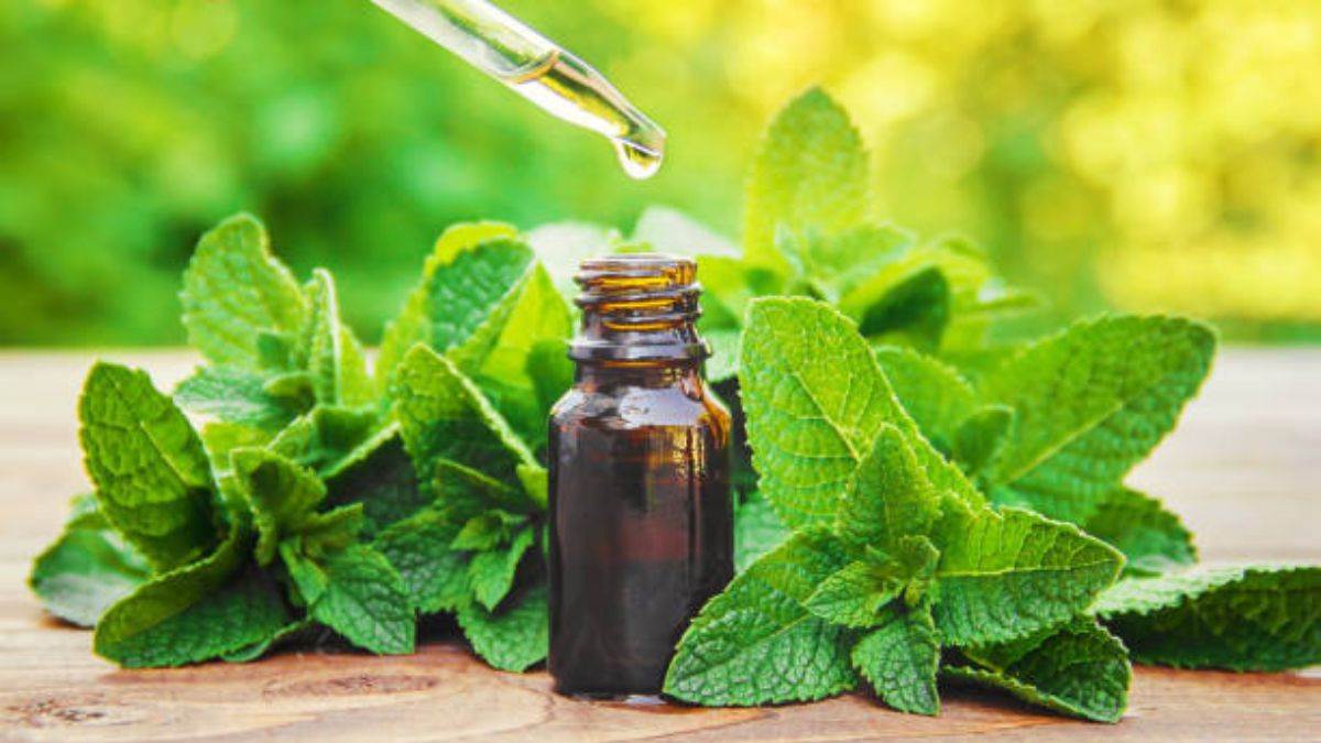 now natural and synthetic mentha oil can be identified by code in barabanki