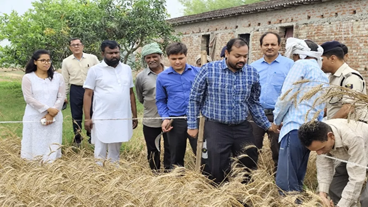 Saharsa News: सहरसा में खेत में उतरे डीएम, गेहूं काटकर फसल उपज का लिया जायजा