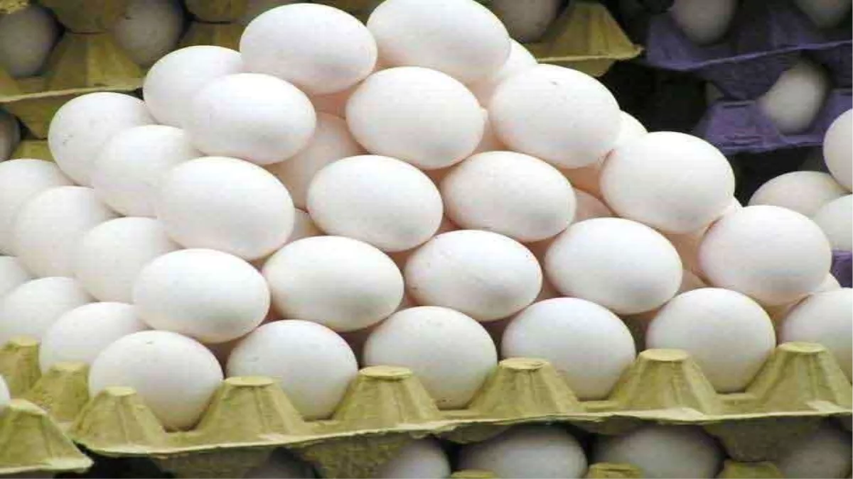Egg Price in Punjab: भीषण गर्मी में अंडा भी दिखाने लगा तेवर; 12 दिन में दाम 131 रुपये प्रति सैकड़ा का उछाल