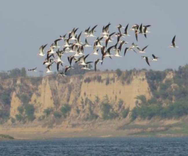 World Migratory Birds Day 2022: आखिर हजारों मील का सफर कैसे तय करते हैं ये प्रवासी परिंदें। फाइल फोटो।