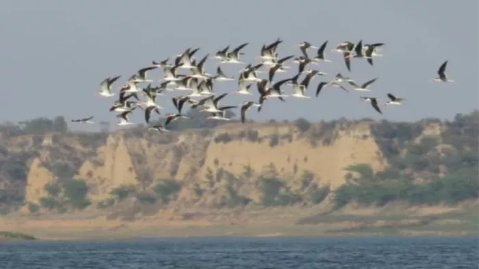 Jagran Trending | World Migratory Birds Day 2022: आखिर हजारों मील का सफर कैसे तय करते हैं ये प्रवासी परिंदें? जानें- इनके फ्लाई जोन के बारे में सबकुछ