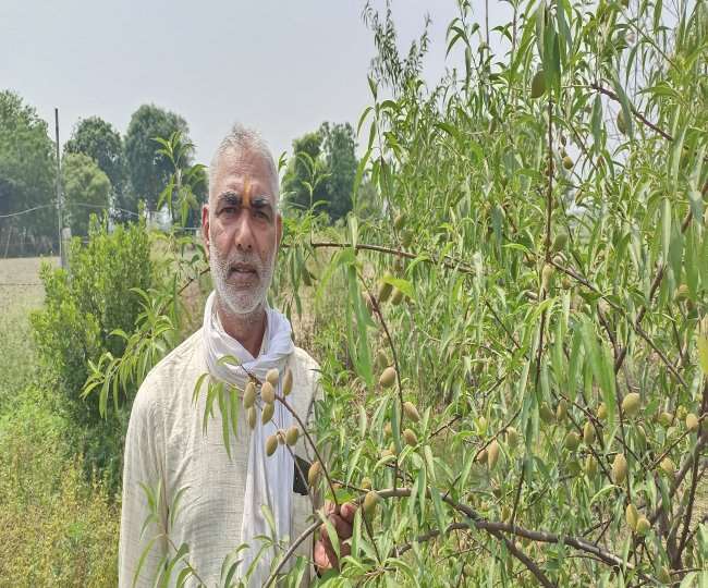 गांव साहूपुरा के नरेश सारंग अपने बाग में लगे बादाम को दिखाते हुए।