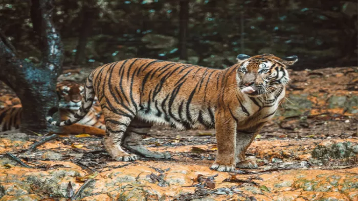 Rajasthan Tiger Reserve: बूंदी का रामगढ़ विषधारी वाइल्डलाइफ सेंचुरी बना देश का 52वां टाइगर रिजर्व