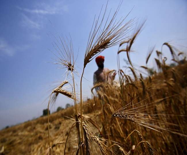 गेहूं निर्यात प्रतिबंध के आदेश में सरकार ने दी ढील