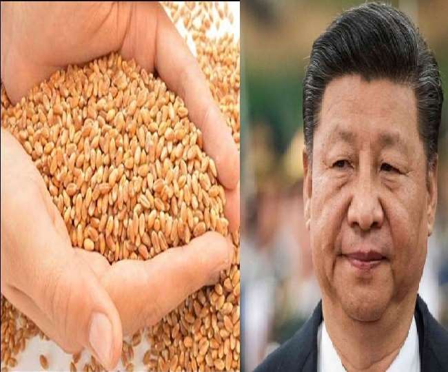 भारत दुनिया का है दूसरा सबसे बड़ा गेहूं उत्पादक