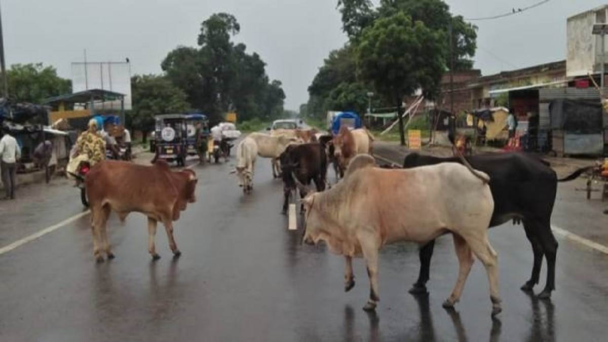 ncr mcd said illegal dairies lack of cowsheds behind cattle running amok in delhi roads