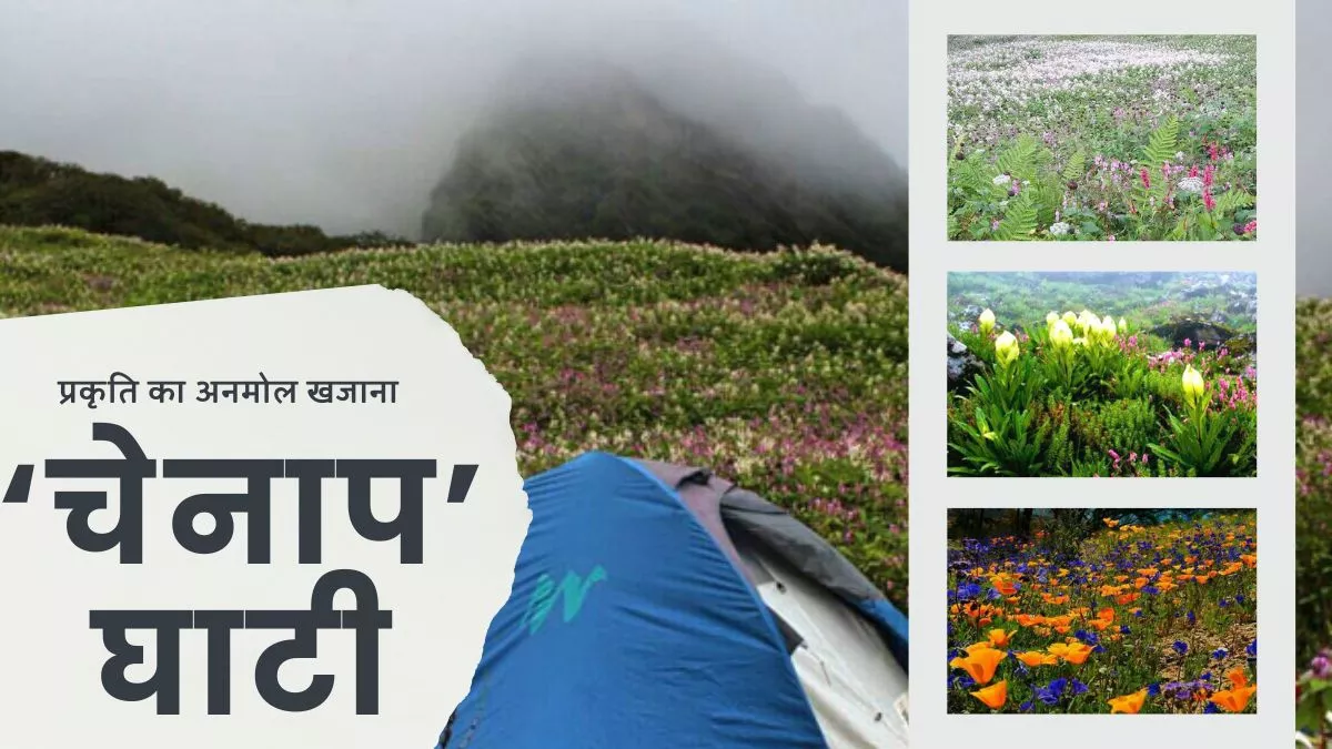 Chenap Valley Trek: इस फूलों की घाटी में बिखरा है प्रकृति का अनमोल खजाना, खिलते हैं 315 प्रजाति के दुर्लभ हिमालयी फूल