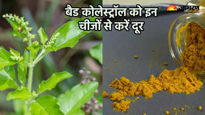 शरीर से बैड कोलेस्ट्रॉल आउट करने में हल्दी और तुलसी है बेहद असरदार