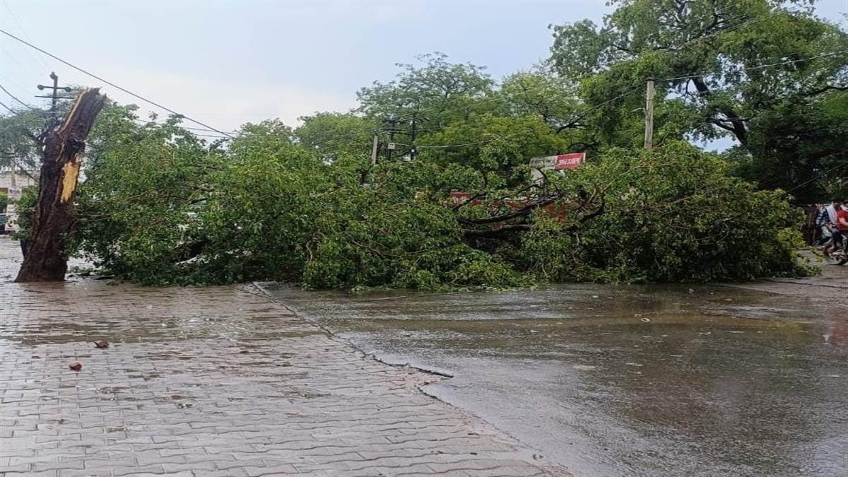 ncr trees block roads after storm on yamuna expressway in noida