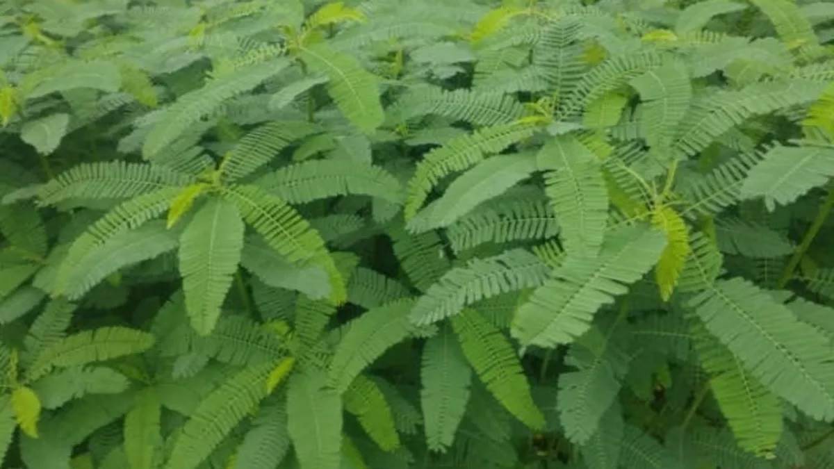 ncr farmers will not get dhaincha seeds in free government will give subsidy of 1000 rupees per acre now