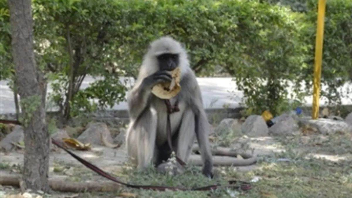 https://www.jagranimages.com/images/newimg/17052025/17_05_2025-langur_monkey_captive_23939715_124225446.jpg