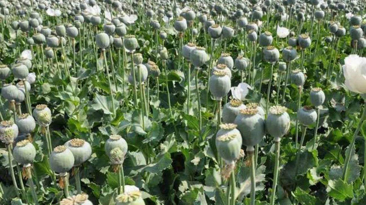 https://www.jagranimages.com/images/newimg/17052025/17_05_2025-opium_cultivation__23939747_15518303.jpg