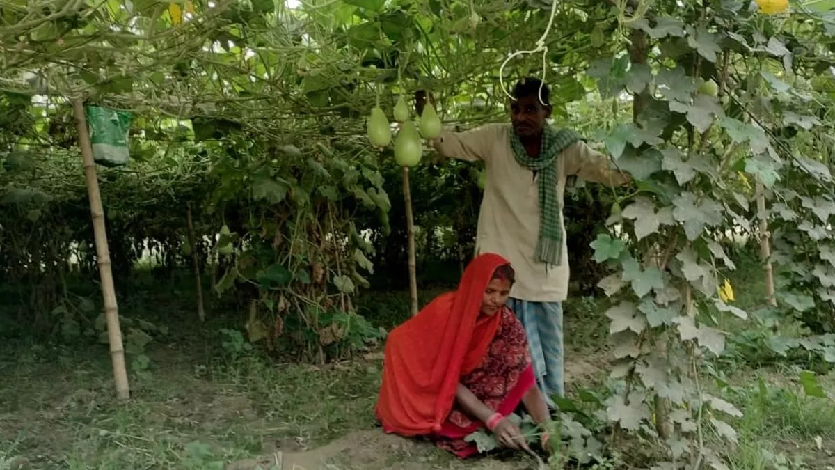 तीन माह में कमाए डेढ़ लाख रुपये सब्जी की खेती के लिए कचरे से बना रहे जैविक  खाद एक साल में बदल गई जिंदगी - income of family has changed with cultivation