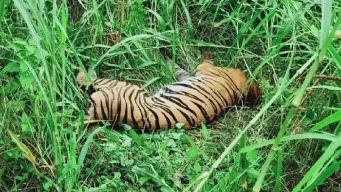Tiger Deth Tiger Deaths In UP: दुधवा में बाघों की मौत के मामले में चार सदस्यीय ...