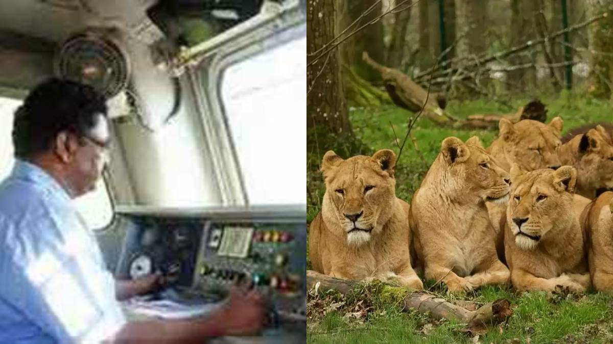 indian railways loco pilot saved 10 lions lives by applying emergency brakes
