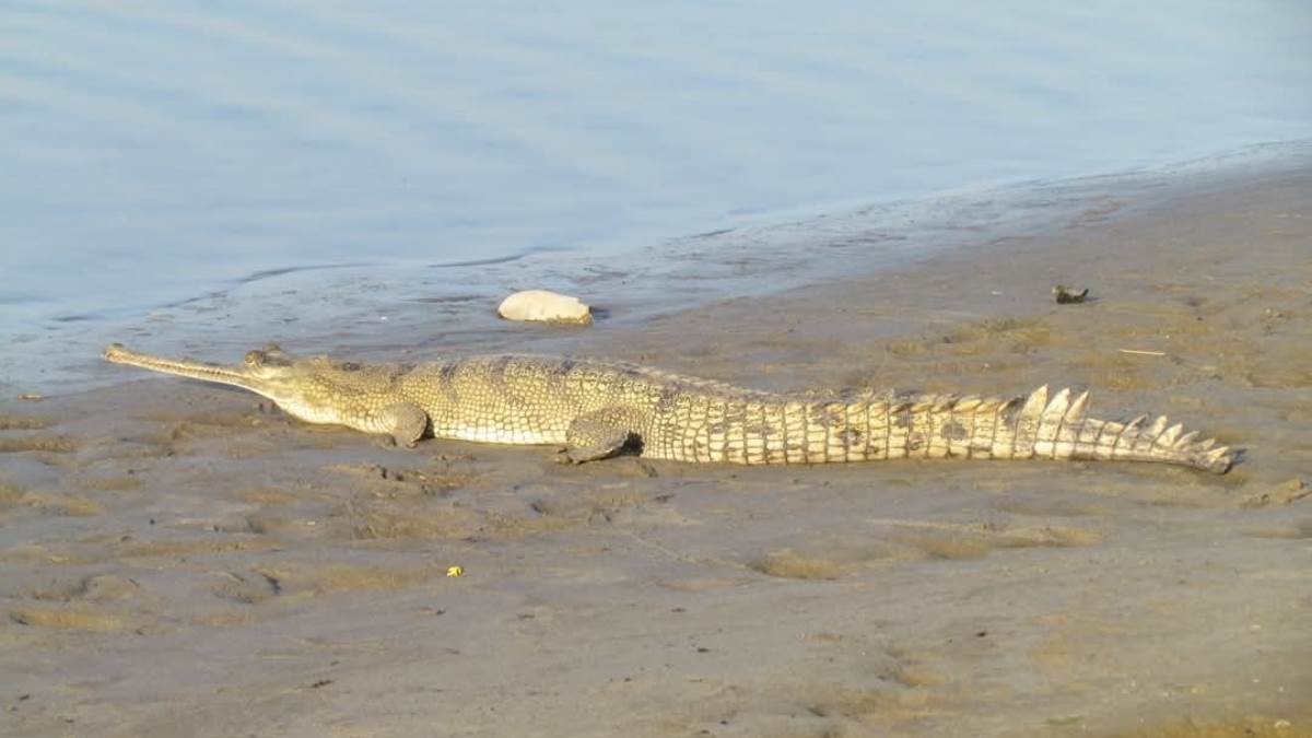 174 baby crocodiles released in bihar gandak river on world crocodile day2025
