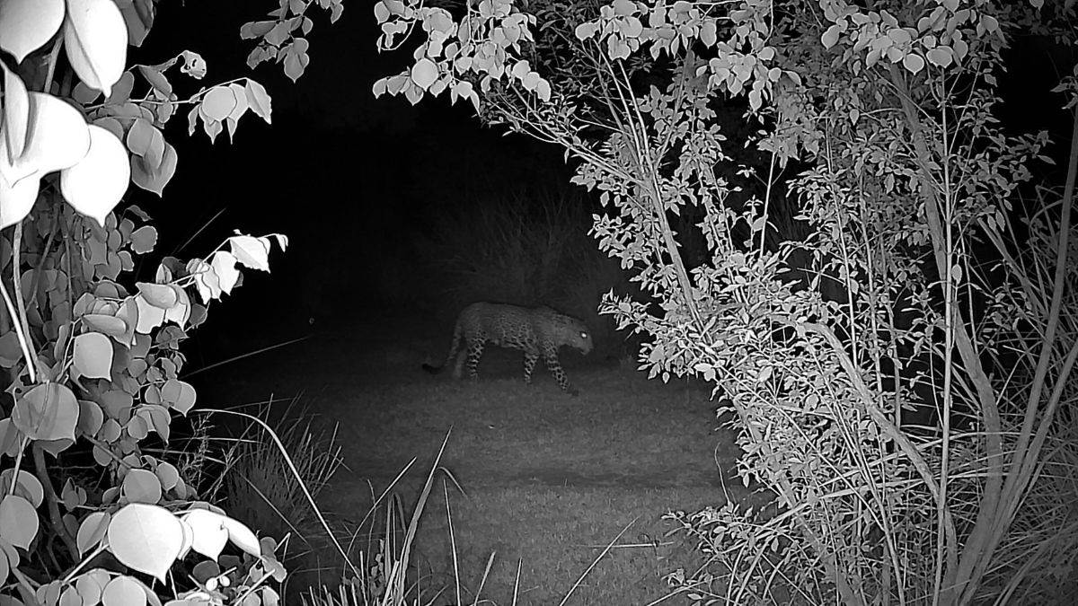 ncr leopard spotted near new delhi city panic grips residents