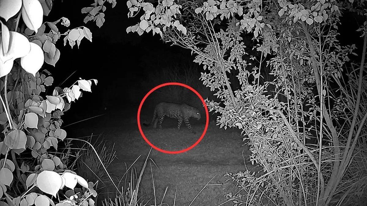 ncr leopard spotted near yamuna biodiversity park new delhi city news