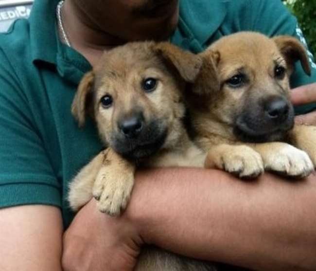 कुत्ता पालने के शौकीनों को कड़ा फरमान, 45 दिन में पंजीकरण करवाएं या  कार्रवाई के लिए तैयार रहें - Jammu Municipal Corporation warning dog owners  to get registered their dogs in 45 ...