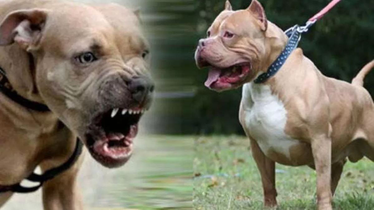 Most Dangerous Dogs : न्यूजीलैंड सहित 41 देशों में पिटबुल बैन