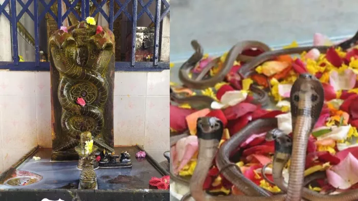 सावन का पहला सोमवार और नाग पंचमी... दुर्लभ संयोग! बिहार में आम और कटहल से  सजा बाजार - First Monday of Sawan and Nag Panchami... Rare coincidence!  Market decorated with mango and jackfruit in Bihar