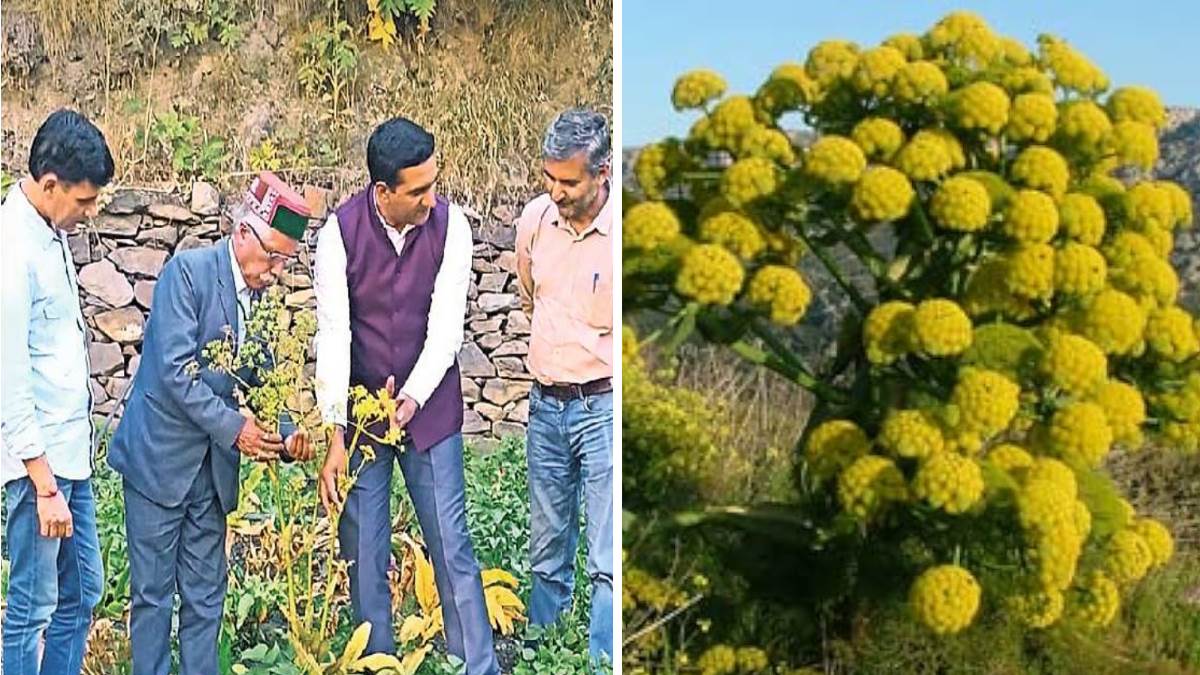 tog chand thakur first indian farmer to cultivate asafoetida seeds in lahaul valley read about asafoetida agriculture