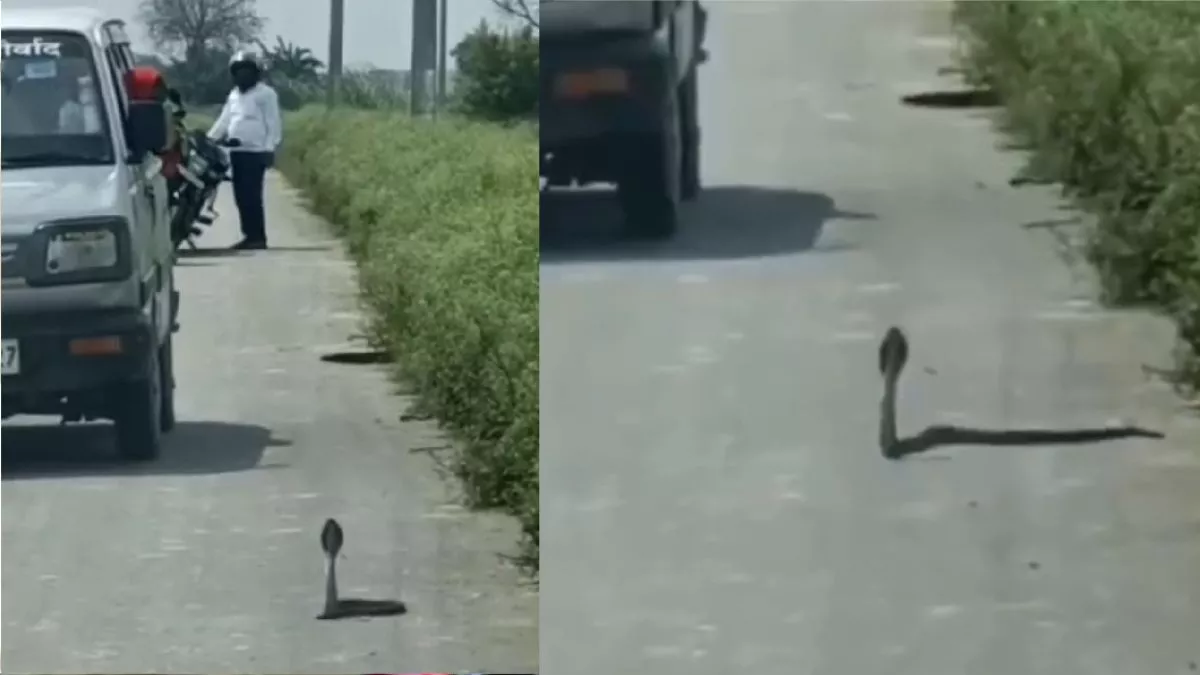 सांप और नेवले के बीच हुई जंग, देखने के ल‍िए सड़क पर लग गई लोगों की भीड़; वीड‍ियो वायरल