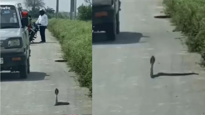 सांप-नेवला की लड़ाई देखने के लिए बीच सड़क पर रुके वाहन।