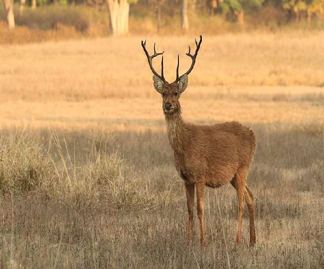 मध्य प्रदेश के राज्यपशु बारहसिंगा की देखरेख में लापरवाही, 26 की मौत की  आशंका - Negligence under the supervision of state animal reindeer of Madhya  Pradesh 26 feared dead