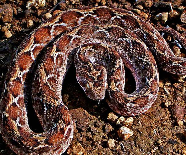 Snake venom changes due to geographical changes anti poisoning drugs are  made from saw scaled viper poison