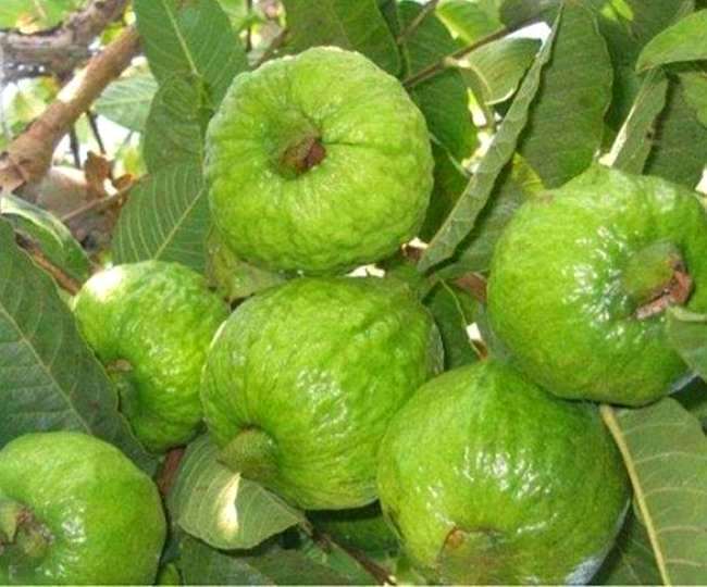 https://www.jagranimages.com/images/newimg/17082021/17_08_2021-guava_21935071_161956680.jpg