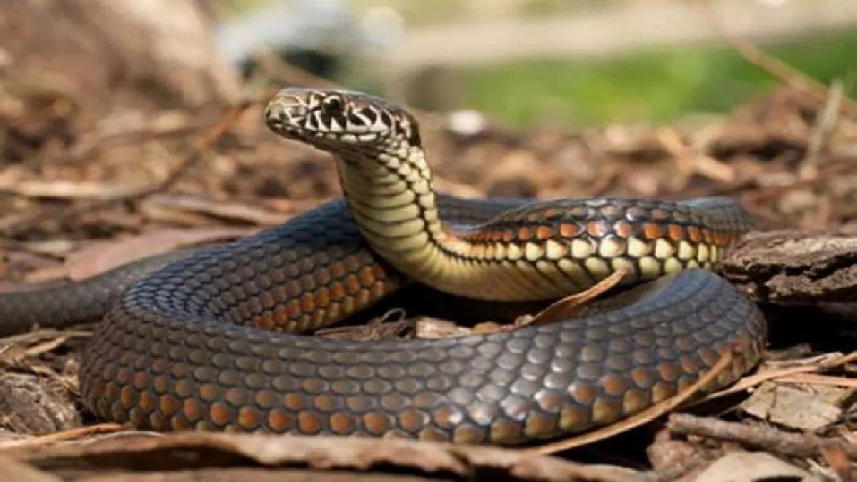 Toddler Kills Snake: दो साल की बच्ची ने दांत से काटकर सांप को मार गिराया, आखिर क्या है ये अजीबोगरीब मामला