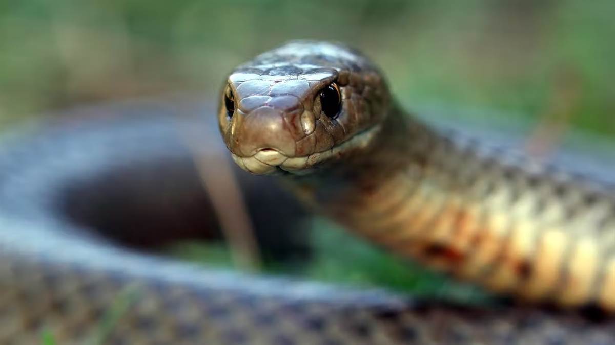 https://www.jagranimages.com/images/newimg/17082023/17_08_2023-snake_generic_23503839_14376422.jpg