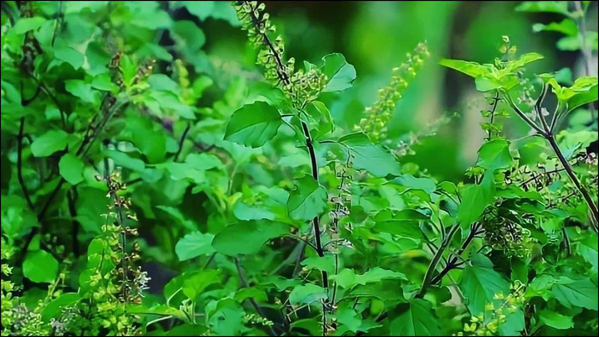 https://www.jagranimages.com/images/newimg/17082023/17_08_2023-tulsi_leaves_23503978_153259880.jpg
