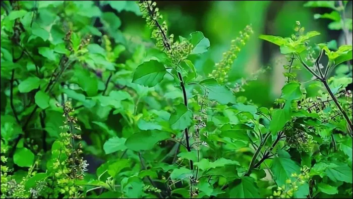 Tulsi Water Benefits: जानिए तुलसी के पानी पीने के फायदे
