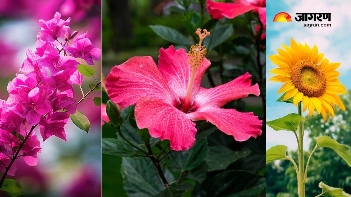 https://www.jagranimages.com/images/newimg/17082024/17_08_2024-flowering_plants_23780103.jpg
