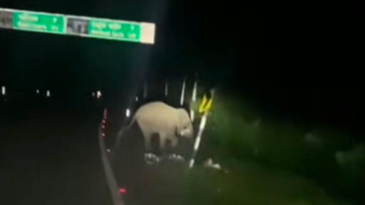 https://www.jagranimages.com/images/newimg/17082025/17_08_2025-elephant_24016040.jpg