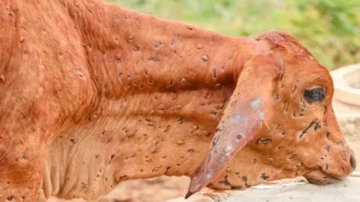 anthrax gilti rog guidelines prevention and symptoms in animals and humans